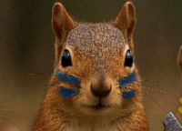 Squirrels on path of war